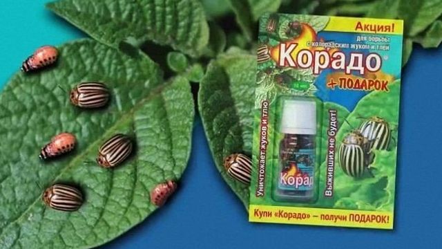 Как правильно применять препарат Корадо от колорадского жука