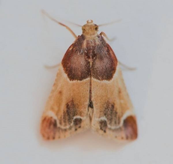 Meal moth pyralis farinalis