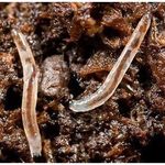 Сциариды — опасные садовые вредители для парниковых культур