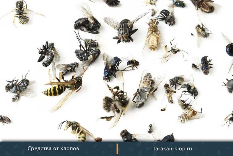 Жало пчелы и осы