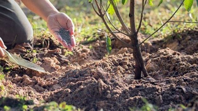 Абрикос Медовый: описание сорта, характеристика, отзывы о выращивании, урожайность, посадка и уход за фруктовым деревом