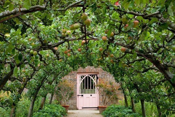 Шпалерное садоводство яблонь