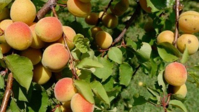 Характеристика и правила выращивания абрикоса Сибиряк Байкалова