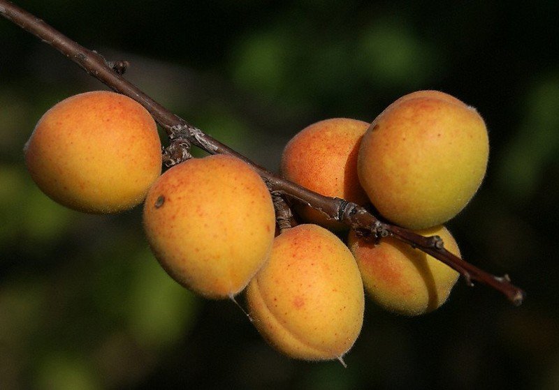 Сорт абрикоса манитоба