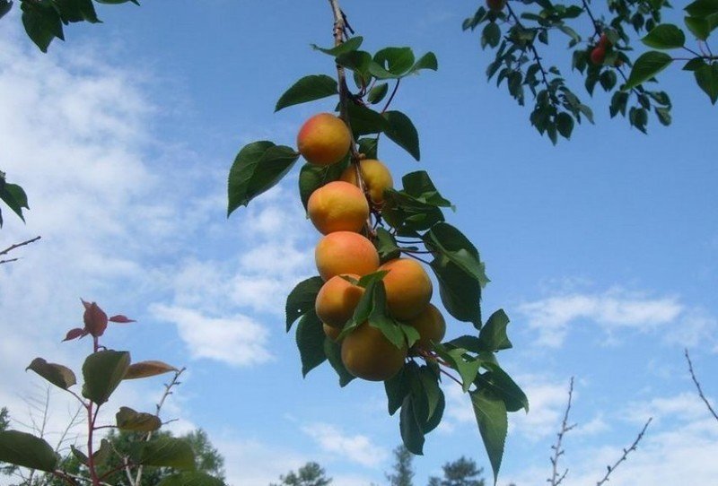 Сорт сибиряк байкалова абрикос
