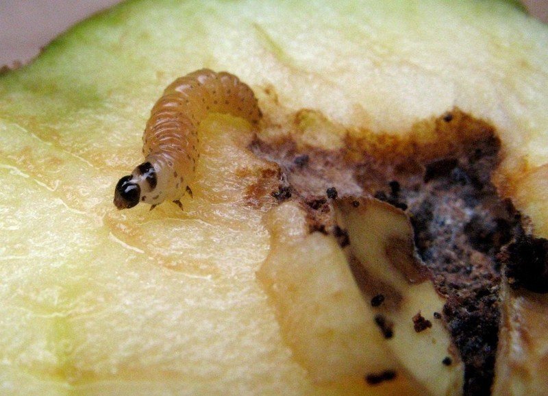 Персиковая плодожорка гусеница