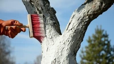 Подготовка дерева к побелке