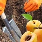 Оптимальные сроки, особенности выбора почвы и места для посадки абрикоса