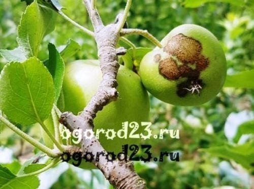Монилиоз яблони и груши