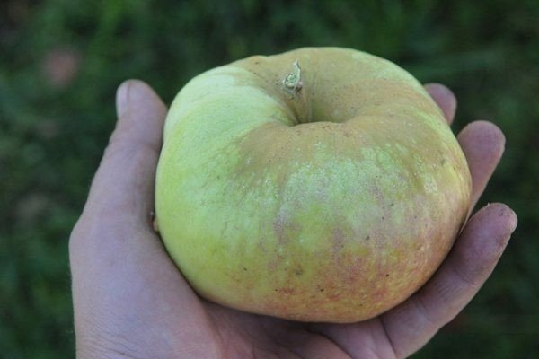 Сорт яблок богатырь антоновка
