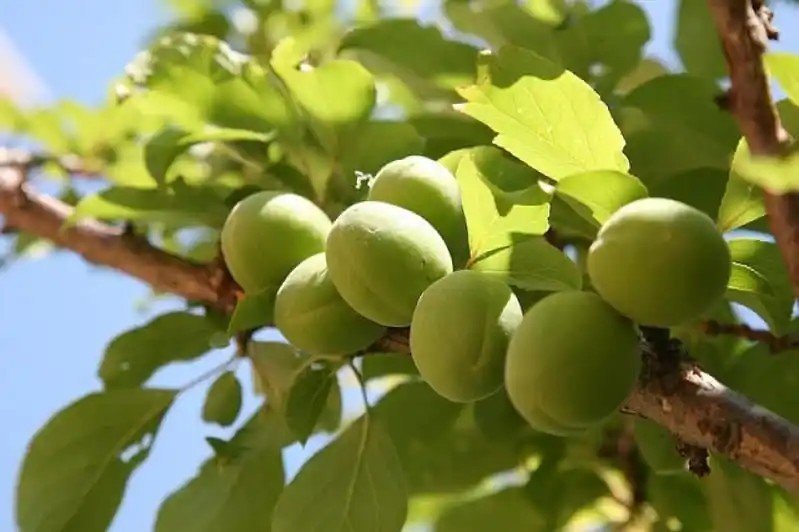 Зеленые неспелые абрикосы