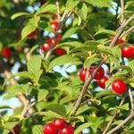Войлочная вишня посадка и уход – на что следует обратить внимание начинающему садоводу