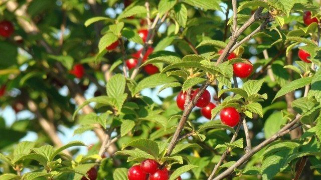 Войлочная вишня – посадка и уход на садовых участках