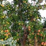Яблоки с красивым названием Жигулевские