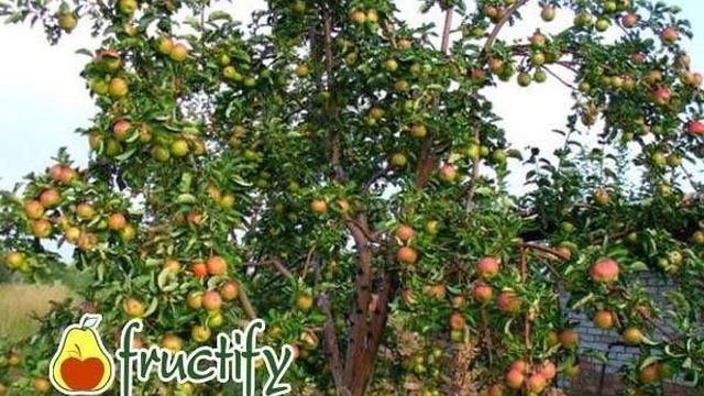 Яблоки Жигулевское: характеристики сорта, особенности посадки и ухода