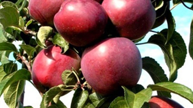 О яблоне колоновидной Червонец: описание и характеристики сорта, посадка и уход