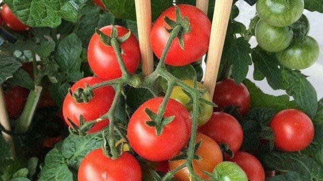 Как вырастить многолетний помидор