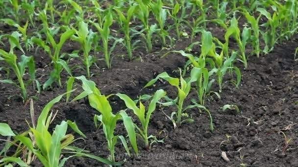 Капельное орошение кукурузы на зерно