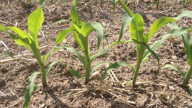 Кукуруза: как и когда сажать кукурузу в открытый грунт, посадка и уход, выращивание