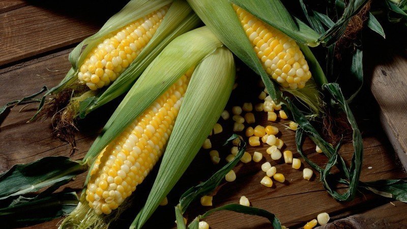 Сорт кукурузы золотой початок