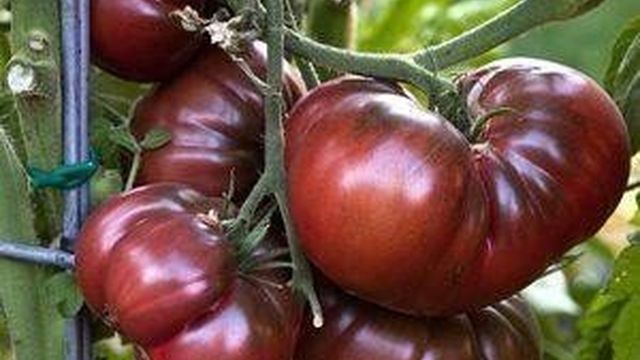 Новинка от селекционеров, успевшая полюбиться огородникам — томат «Шоколадное чудо»