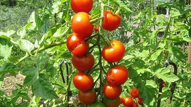 Описание сорта томата Северный экспресс f1, его выращивание и уход