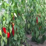 Перцы уход и выращивание в теплице