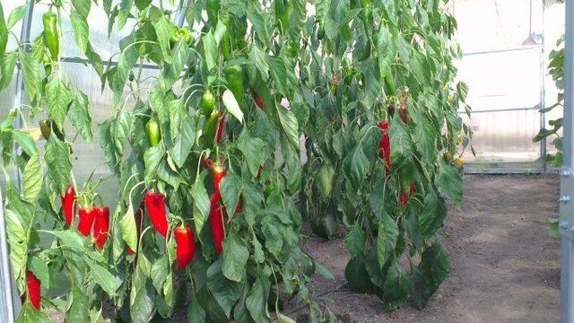 Перцы: уход и выращивание в теплице, особенности высадки, основные правила полива, подкормки и формирования куста