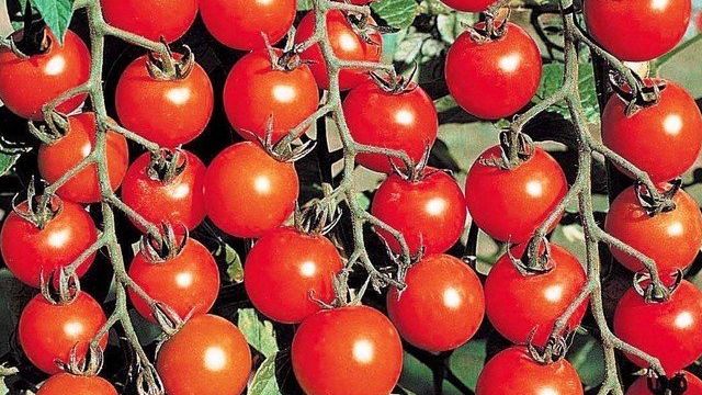 Черри: описание сорта томата, характеристики помидоров, выращивание