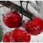 Посадка томатов под зиму в теплице