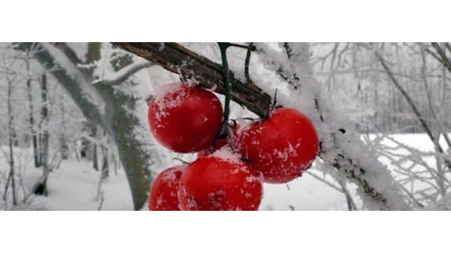 Посадка помидор под зиму — в теплице, посев в открытый грунт