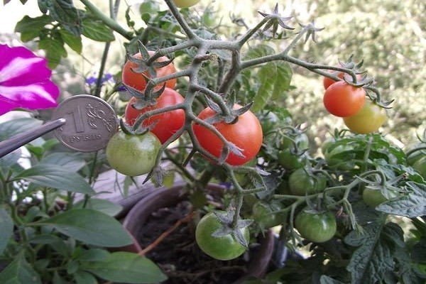 Сорта помидор для московской области в теплице