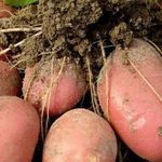 Сорт картофеля Розара: описание с фото, характеристика, отзывы