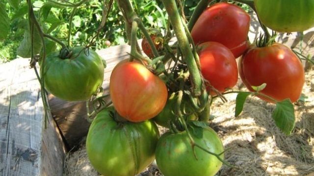 Томат Эм Чемпион: отзывы об урожайности, фото помидоров, характеристика и описание сорта