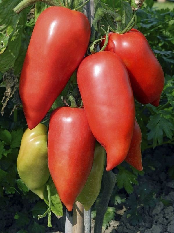 Сорт томатов перцевидный