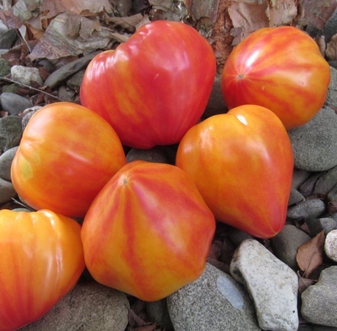 Оранж рашен томат
