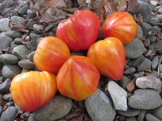 Оранжевый самсон биколор томат