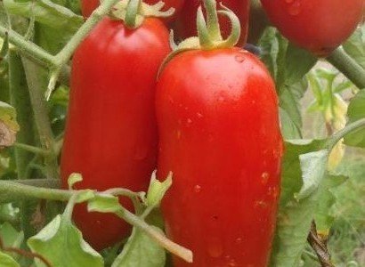 Семена томат петруша-огородник