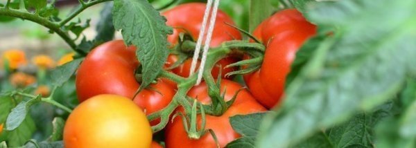 Ультраскороспелые сорта томатов для теплиц подмосковья