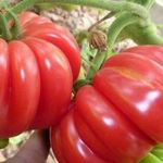 Тонкости выращивания, характеристика и описание томата сорта Инжир Красный