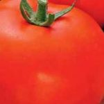 Ультраранние помидоры от популярной фирмы Седек — томат Скороспелка