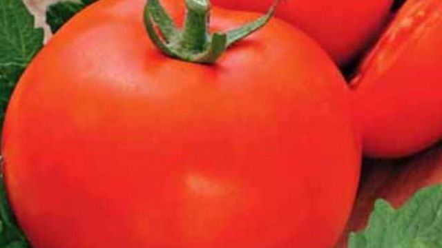 Ультраранние помидоры от популярной фирмы Седек — томат Скороспелка