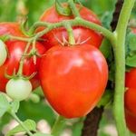 Вкусный и лёгкий в выращивании гибридный сорт томат «Новичок Розовый»