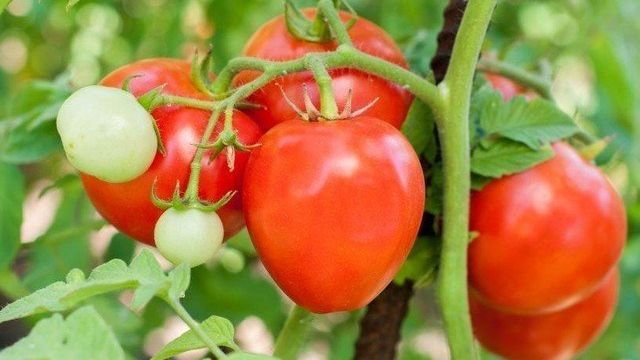 Вкусный и лёгкий в выращивании гибридный сорт томат «Новичок Розовый»
