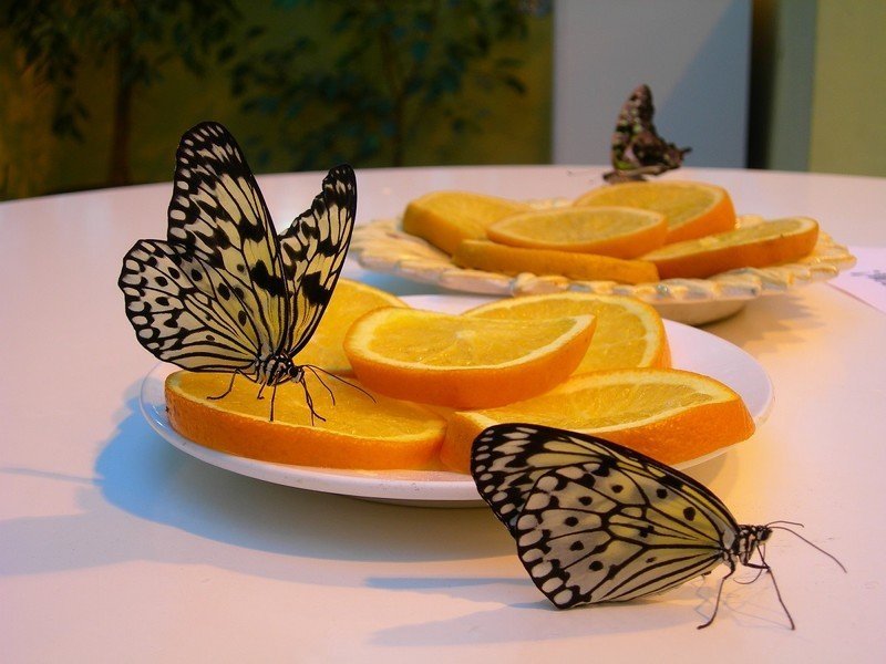 Бабочка на апельсине