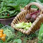 Дрожжи – отличное удобрение для овощей