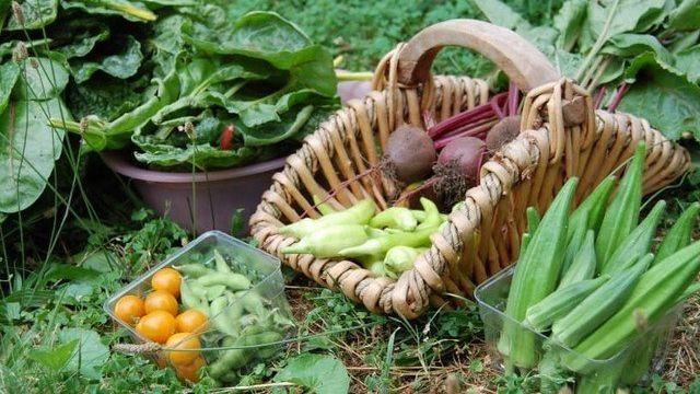 Дрожжи – отличное удобрение для овощей