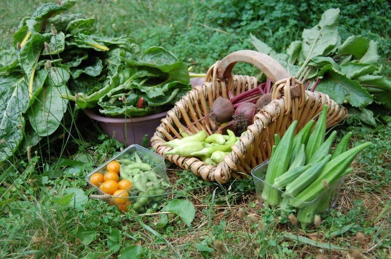 Урожай овощных культур