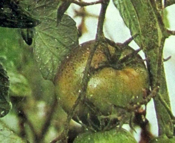 Стеблевая фитофтора на помидорах