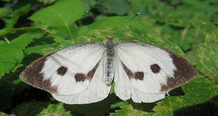 Бабочка белянка капустная тип